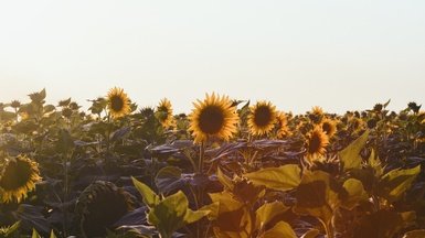 Debate Blooms over Anatomy of the World’s First Flower
