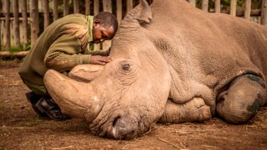 The World Bids Farewell to the Last Male Northern White Rhino