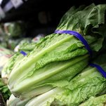 03romaine2_xp-moth.jpg