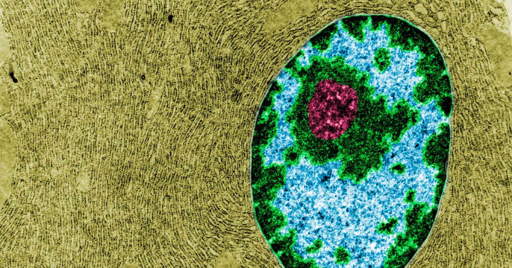 Trilobites: The Thing Inside Your Cells That Might Determine How Long You Live
