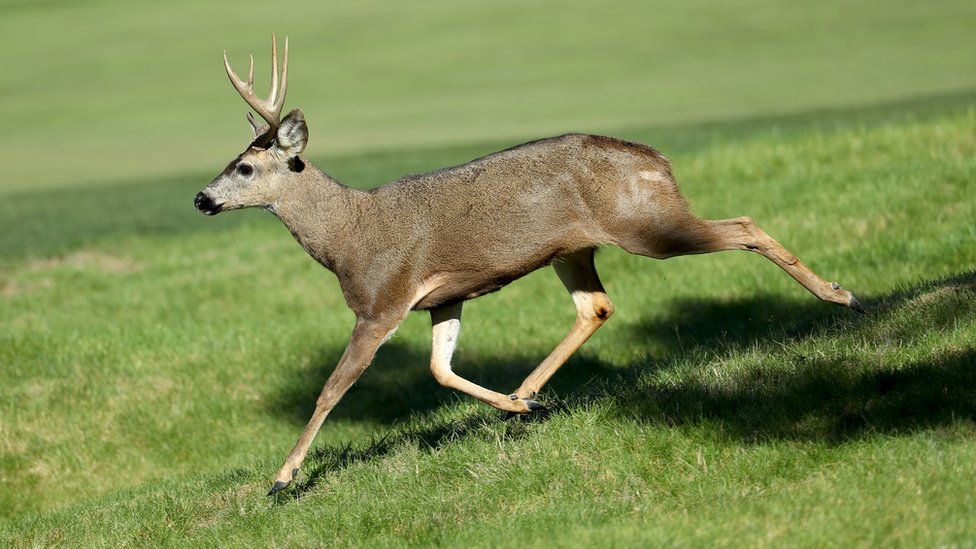 Reward offered over live Oregon deer found shot with arrows