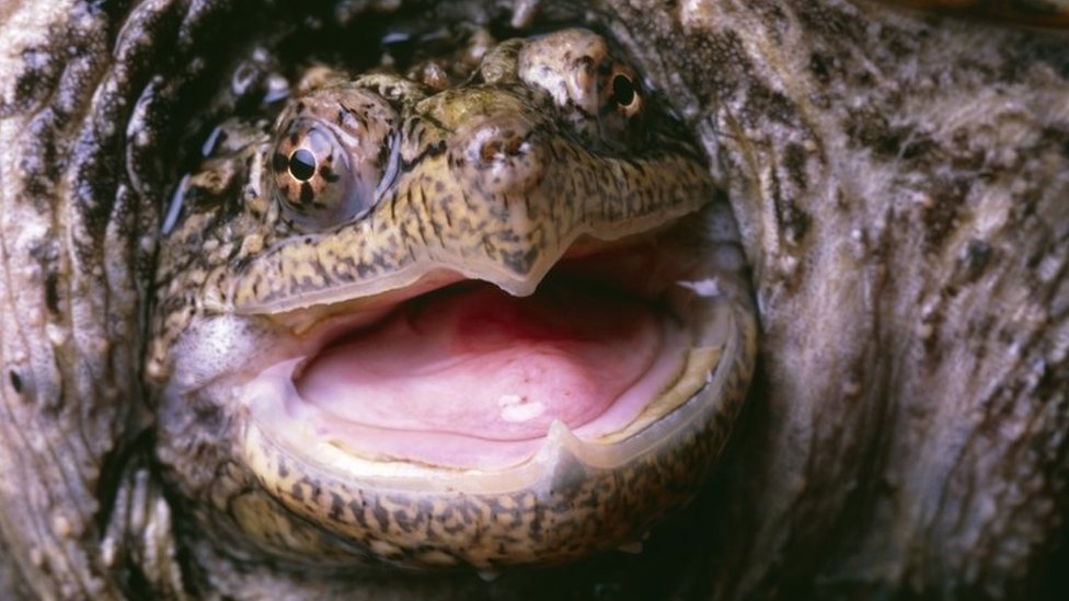 US teacher ‘who fed sick puppy to snapping turtle’ charged