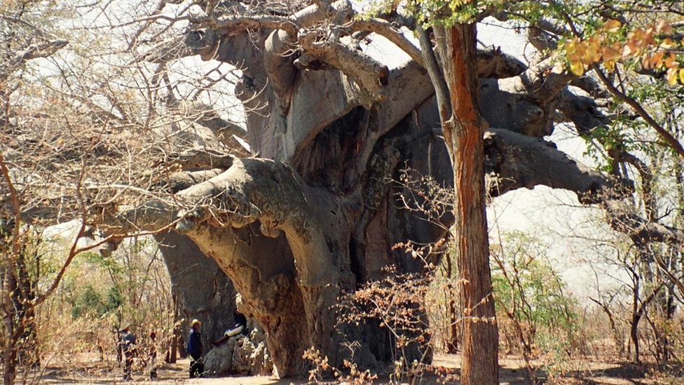 Scientists shocked by mysterious deaths of ancient trees