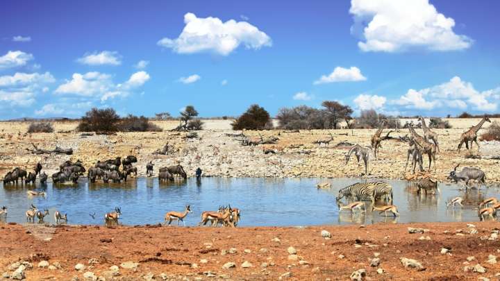Mammals Shifted From Nocturnal To Daytime Activity After The Dinosaurs Disappeared