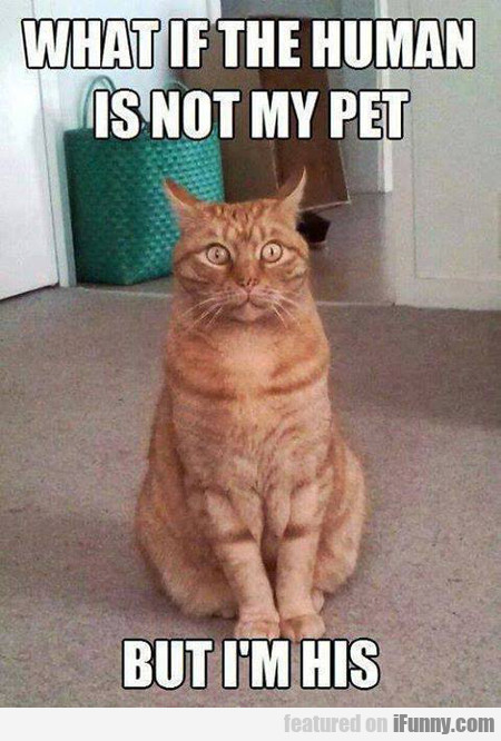 What If The Human Is Not My Pet?