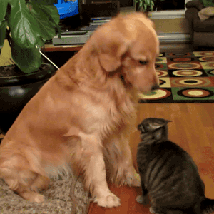 “Humans do it all the time. It means you're a good boy”