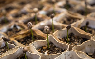 Empowering Veterans: Volunteering Opportunities