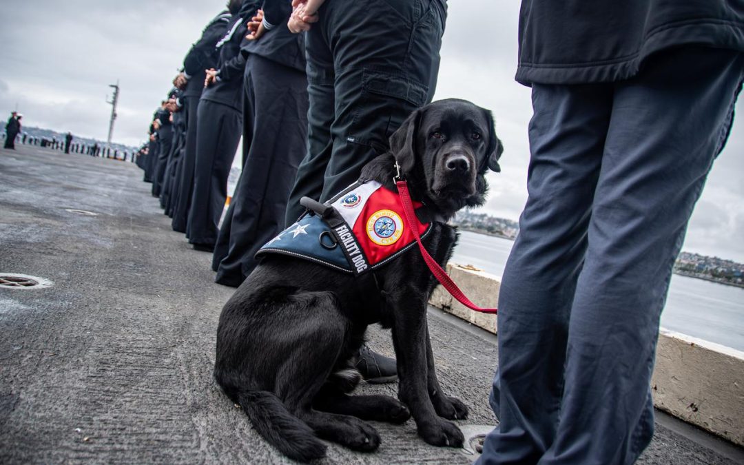 USS Nimitz’s beloved working dog dies, leaves behind legacy of comfort and companionship