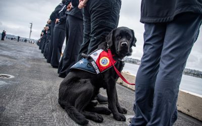 USS Nimitz’s beloved working dog dies, leaves behind legacy of comfort and companionship
