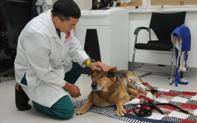From family pets to food safety, Army veterinarians protect the force