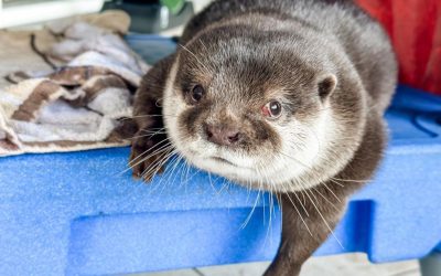 Otterly unusual: Remains-detecting animal joins military exercise