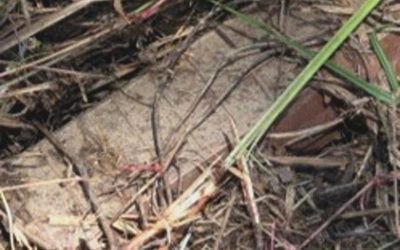 North and South Korea trade warnings after landmine discovery in DMZ