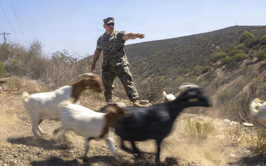 Meet the GOATS of wildfire prevention at Marines’ Miramar base
